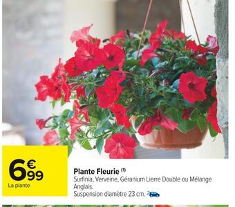 Carrefour Market Plante fleurie offre