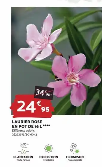 LAURIER ROSE EN POT DE 16 L ****