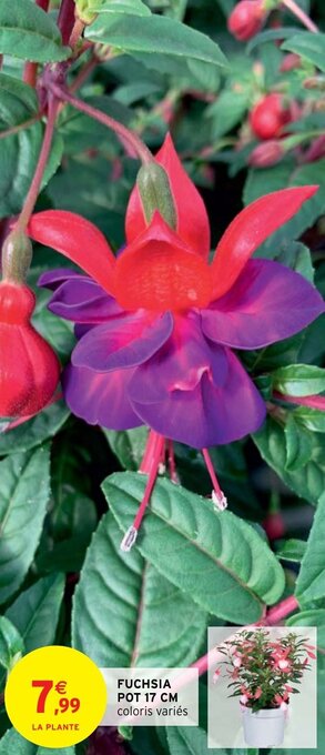 Intermarché Hyper FUCHSIA POT 17 CM offre