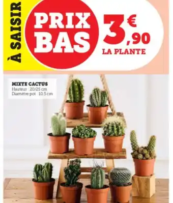 Super U MIXTE CACTUS offre