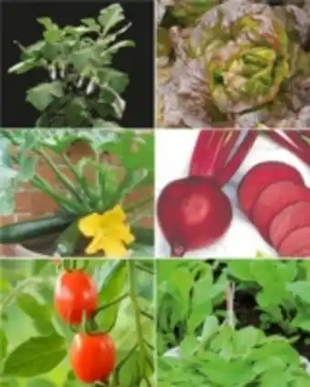 E.Leclerc Brico Assortiment pour carré potager offre