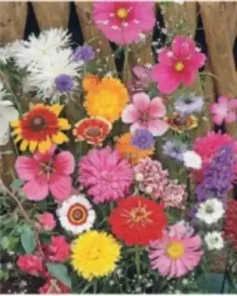E.Leclerc Brico Mélange fleuri spécial fleurs à couper offre