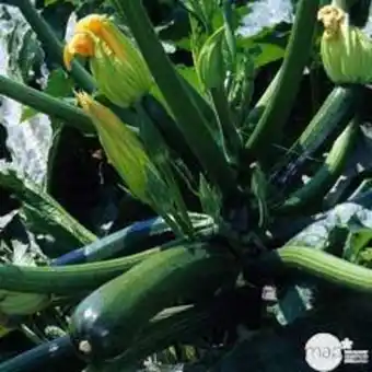 Truffaut Truffaut - plant de courgette 'tarmino' f1 : pot de 0,5 litre offre