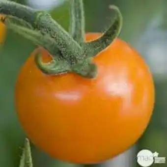 Truffaut - plant de tomate jaune 'sungold' f1 : pot de 0,5 litre
