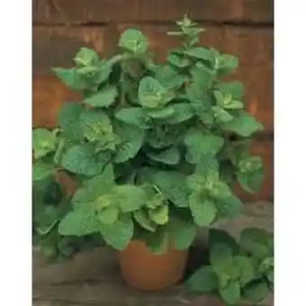 Truffaut jardin durable ab - plant de menthe espagnole bio : en godet