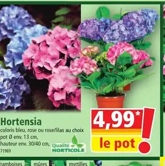 Norma Hortensia offre