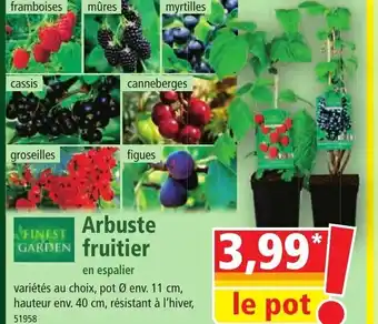 Norma Arbuste GARDEN fruitier offre