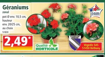 Norma Géraniums offre