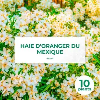 Pépinières naudet - 10 oranger du mexique (choisya ternata) - haie de oranger du mexique - 10 jeunes plants : taille 10cm