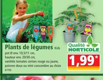 Norma Plants de légumes Kids offre