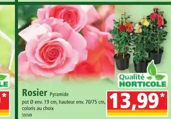 Norma Rosier Pyramide offre