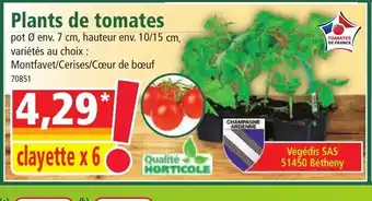 Norma Plants de tomates offre