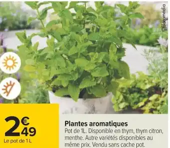Carrefour Plantes aromatiques offre