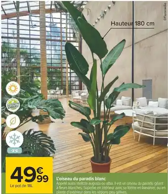 Carrefour L'oiseau du paradis blanc offre