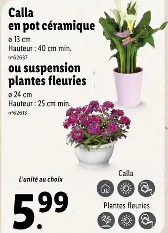 Lidl Calla en pot céramique offre
