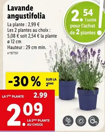 Lidl Lavande angustifolia offre