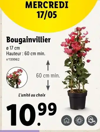 Lidl Bougainvillier offre