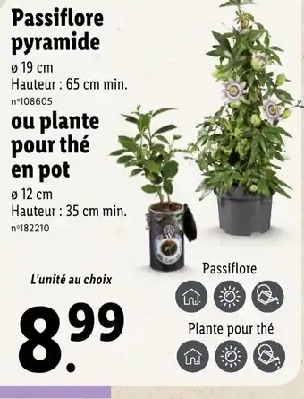 Lidl Passiflore pyramide offre