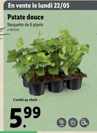 Lidl Patate douce Barquette de 6 plants offre