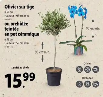 Lidl Olivier sur tige ou orchidée teintée en pot céramique offre