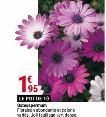 Osteospermum