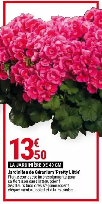 Jardinière de géranium