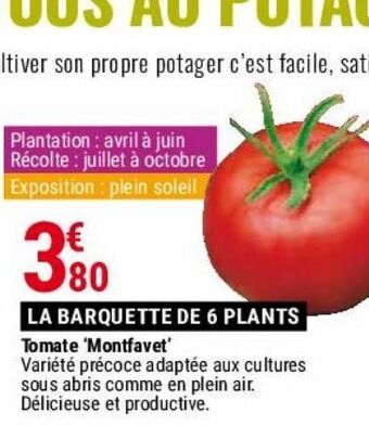 Gamm vert Tomates offre