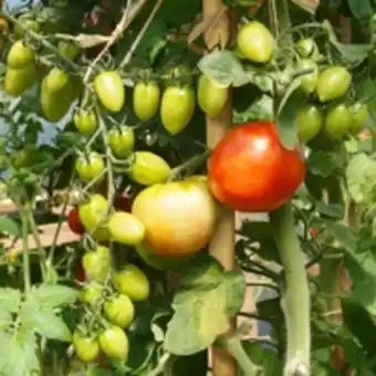 E.Leclerc Brico Lot de 10 tuteurs pour plantes et légumes - en bambou - hauteur : 120 cm offre
