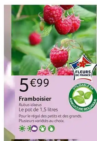 Framboisier
