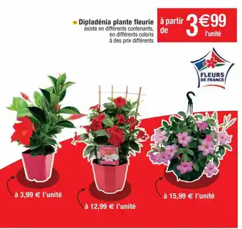 Cora x Carrefour Plantes à fleurs offre
