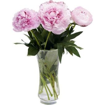 Auchan Supermarché Bouquet de 3 pivoines offre