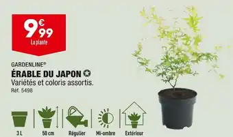 ALDI Gardenline érable du japon offre