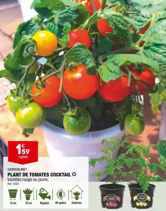 ALDI Gardenline plant de tomates cocktail offre