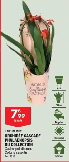 ALDI GARDENLINE ORCHIDÉE CASCADE PHALAENOPSIS OU COLLECTION offre