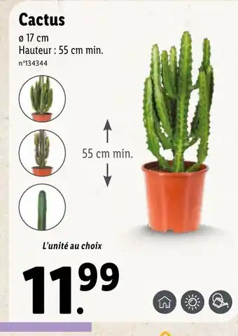 Lidl Cactus offre