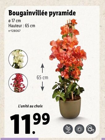Lidl Bougainvillée pyramide offre