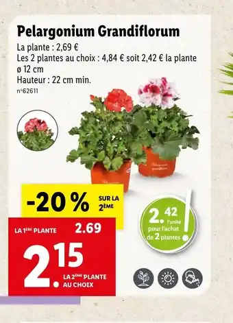 Lidl Pelargonium Grandiflorum offre