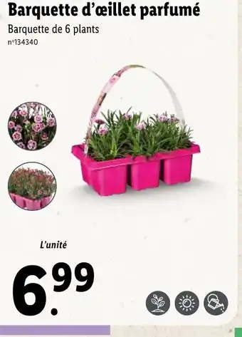 Lidl Barquette d'œillet parfumé offre