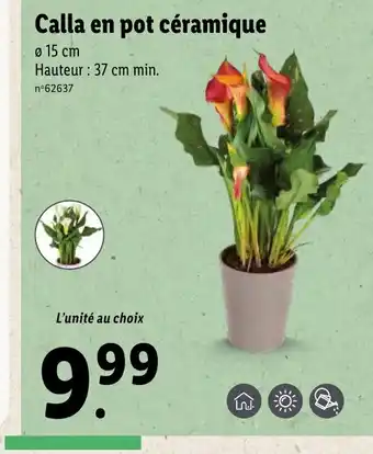 Lidl Calla en pot céramique offre