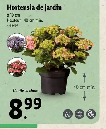Hortensia de jardin