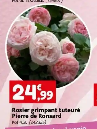 Rosier grimpant tuteure pierre de ronsard