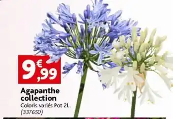 Point Vert Agapanthe collection offre