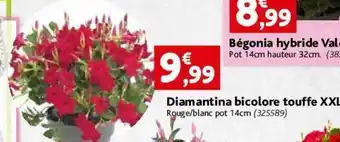 Diamantina bicolore touffe xxl