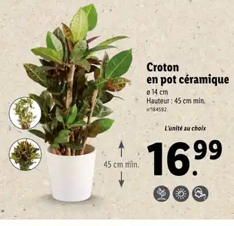 Lidl Croton en pot céramique offre
