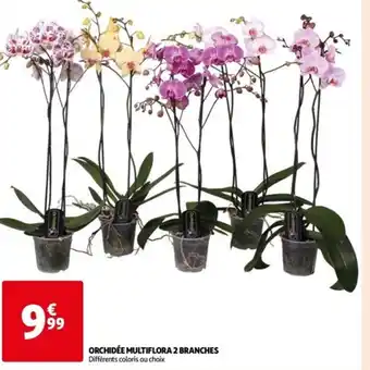 Auchan Supermarché ORCHIDÉE MULTIFLORA 2 BRANCHES Différents coloris au choix offre