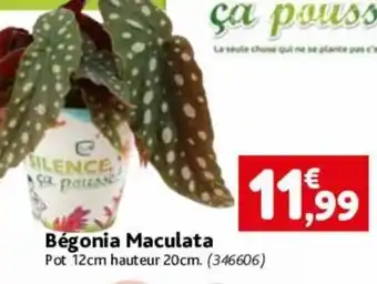 Bégonia Maculata Pot 12cm hauteur 20cm. (346606)