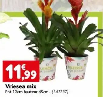 Point Vert Vriesea mix Pot 12cm hauteur 45cm. (341737) offre