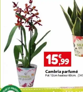 Cambria parfumé