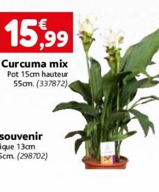 Point Vert Curcuma mix offre