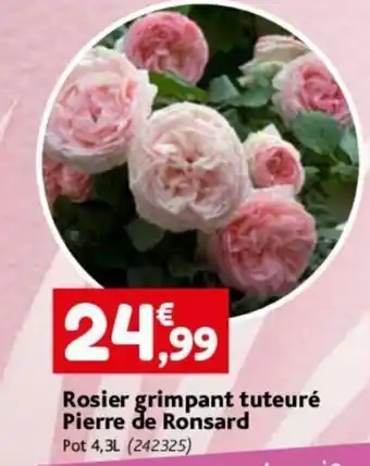 Rosier grimpant tuteuré Pierre de Ronsard Pot 4,3L (242325)
